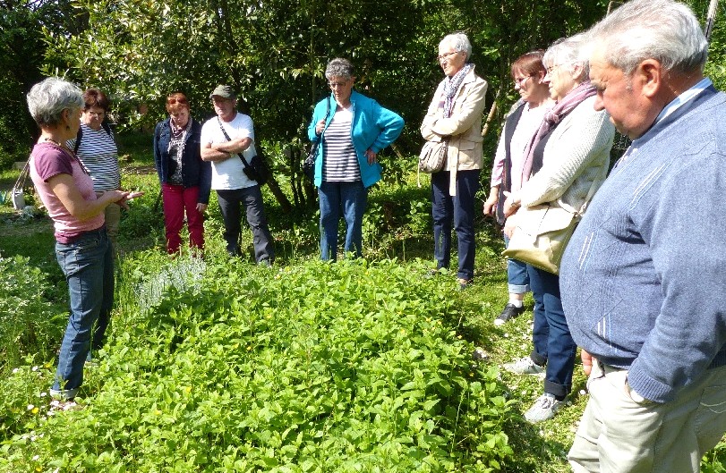 Visite du jardin de plantes mdicinales "le Cabaret des Oiseaux"  Toucy